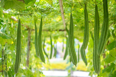 XOLDAA FI QUALITY RIDGE GOURD Seed(11 per packet)
