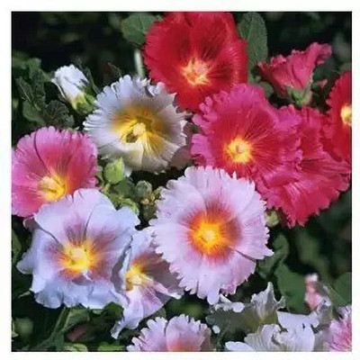 Aro Holly hock Seed(40 per packet)