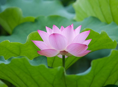 Kritharth Creation lotus,kamal gatta Seed(15 per packet)