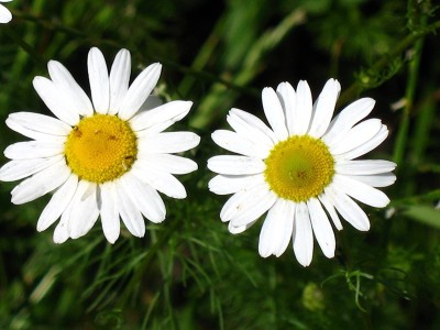 CYBEXIS GUA-32 - Roman / German Chamomile - (250 Seeds) Seed(250 per packet)