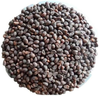 Dbbrothers Chinese Spinach Seeds (Water Spinach) Pack of 116 Seed(116 per packet)