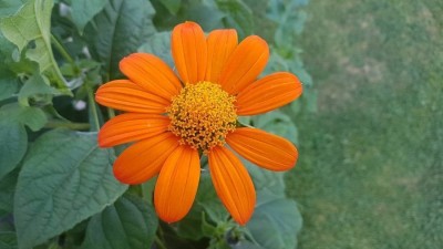 CEZIUS Planting | Terrace | Balcony Tithonia Flower Seed(25 per packet)