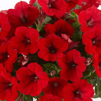 Aro Petunia Seed(210 per packet)
