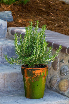 CYBEXIS LX-30 - Rosemary (Rosmarinus officinalis) - (250 Seeds) Seed(250 per packet)