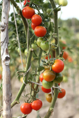 CosaCentrum tomato Seed(145 per packet)