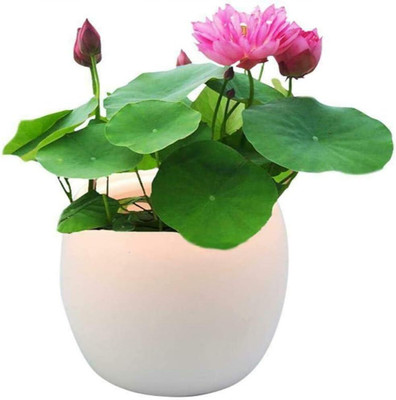 CRGO ™ VXI-233 Bonsai Lotus Seeds, Water Lily Flower Plant Seed(15 per packet)