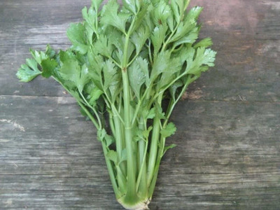 VibeX HUA-14 - Celery - Tendercrisp - (250 Seeds) Seed(250 per packet)