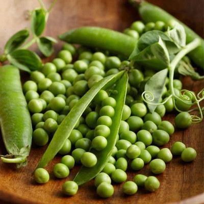 Quentova Pea - Thomas Laxton-RXI-6V Seed(150 per packet)