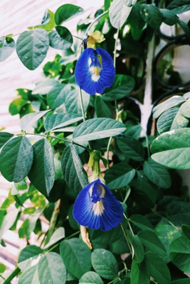 Dasstore APARAJITA MULTIPLE COLOUR FLOWER SEED (PACK OF 25) Seed(25 per packet)