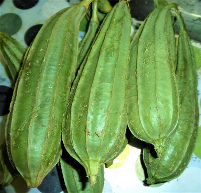 Qualtivate HYB-2A Angled Ridge Gourd Turai Seed(50 per packet)