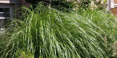 CYBEXIS PUAS-94 - West Indian Lemon Grass - (2250 Seeds) Seed(2250 per packet)