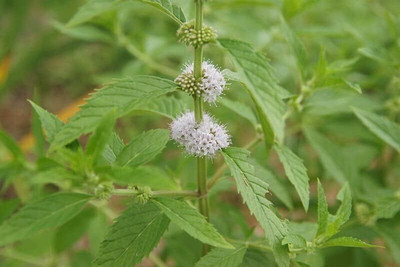 Qualtivate RES-7A Wild Mint Seeds Seed(200 per packet)
