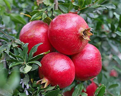VibeX LX-98 - High Yielding Pomegranate (Punica granatum) - (30 Seeds) Seed(30 per packet)