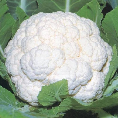 Aywal फूल गोभी Cauliflower Phool Gobhee/Phul Gobhi Seed(20 g)