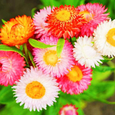 KANAYA Helichrysum Seed(74 per packet)