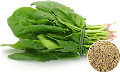 Seedsilk Store Hybrid Palak Seed | Green Home Garden Seed(350 per packet)