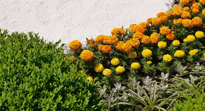 CALYXSEEDS marigold/gende ka phool flower seeds Seed(75 per packet)