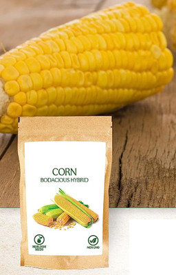 WILLVINE NKR -XIII Hybrid Bisco X-5219 Corn -[1Kg] Seed(4000 per packet)