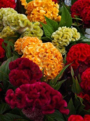 Dasstore Celosia multiple colour flower seed 50 + PAR PACKAGE Seed(50 per packet)