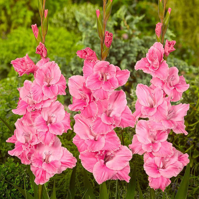 Audbhidhi Flower Bulbs Sword Lily/Gladiolus Pink Seed(15 per packet)