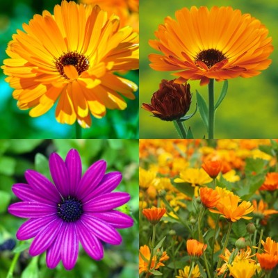 ibains Calendula seeds for home garden bij 28 Seed(28 per packet)