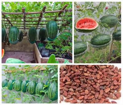 APOSOLUARD Tarbooz Seed(50 per packet)