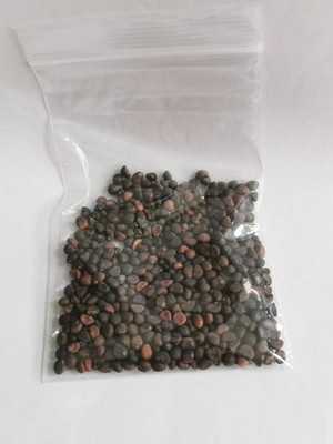 Dbbrothers Green Water-Spinach Seeds Pack of 166 Seed(166 per packet)
