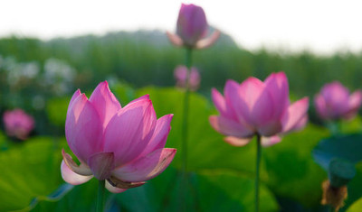FOURGANIC lotus,kamal gatta Seed(11 per packet)