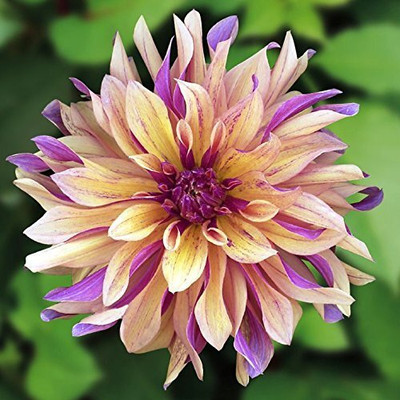 Aywal Dahlia Double Figaro Mix Seed(20 per packet)