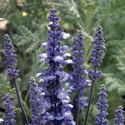 Qualtivate PUA-2A Fairy Queen Salvia Sage Seeds Seed(100 per packet)