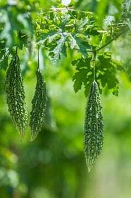 Paudhaa F1 BEST QUALITY BITTER GOURD SEEDS Seed(15 per packet)