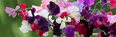 Lorvox Sweet Pea Flower Seeds F1 Hybrid Seed(39 per packet)