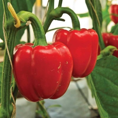 BDSresolve Bell Pepper Capsicum Red Hybrid/capsicum seed 57 Seed(57 per packet)