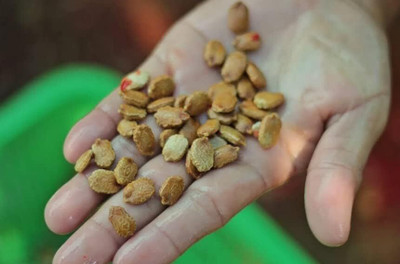 CRGO KARELA , BITTERGOURD Seed(10 per packet)