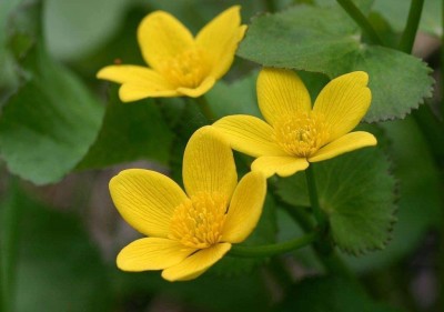 VibeX ® LXI-229 Marsh Marigold Flower Seeds Seed(500 per packet)