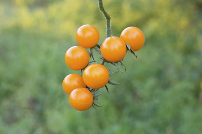 VRAKSHA GOLD NUGGET TOMATO Seed(800 per packet)