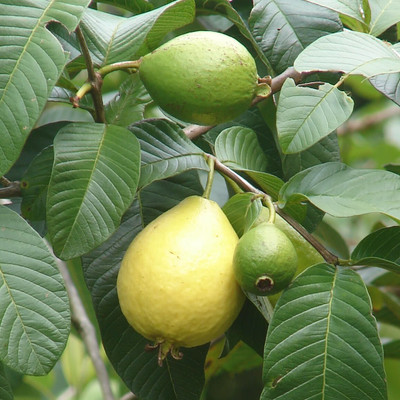 Quentova Guava, Amrood-TKK-4Y Seed(100 per packet)