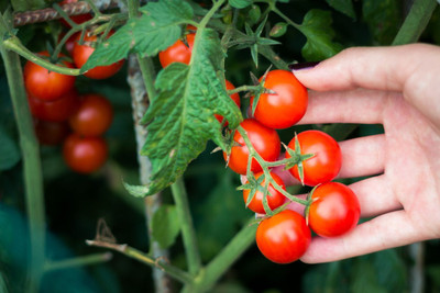 DEYS AGRO ™ tomato seeds, cherry tomato seeds, tomato seeds hybrid Seed(63 per packet)