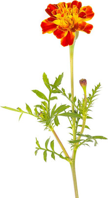 VibeX ® VXI-561 Marigold, Sparky Mixture Seed(500 per packet)