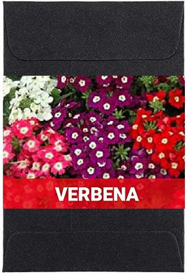 CYBEXIS Verbena Flower Seed(400 per packet)