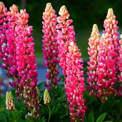 AXAQI Lupin Mixed Color F1 Hybrid Flower Seed(25 per packet)