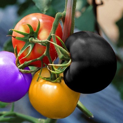 Cybexis F1 Hybrid Multi-Color Tomato Seeds500 Seeds Seed(500 per packet)