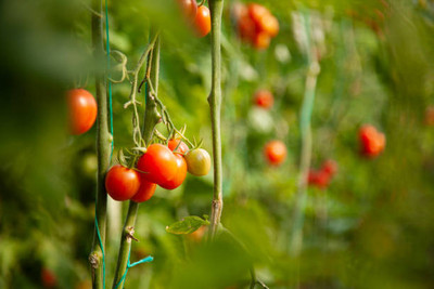 Buywin tomato Seed(60 per packet)