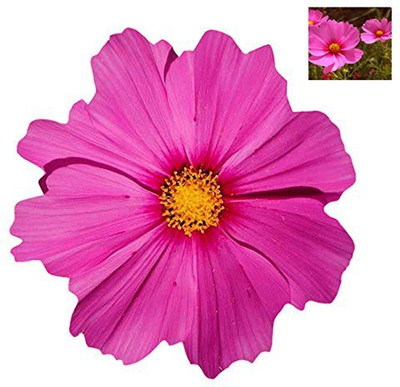 CYBEXIS Common Cosmos Seeds - Pink Seed(50 per packet)