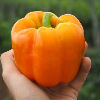 Biosnyg Red Orange Yellow Capsicum Vegetable Seeds For Gardening-(50 Seeds) Seed(50 per packet)
