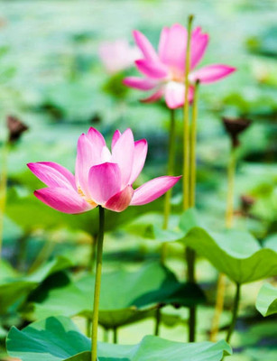 Greenfall 10 Lotus Seeds for Beauty & Balance Seed(10 per packet)