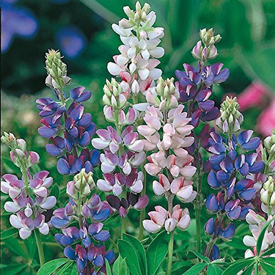 Aywal Lupin Pixie Dwarft Mixed Flower Seed(20 per packet)