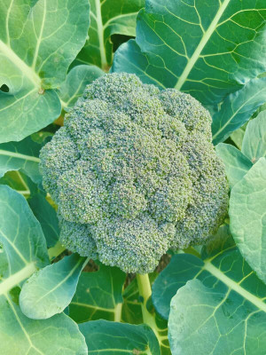BJUBAS Brokalee Seeds pack of 23 Seed(23 per packet)