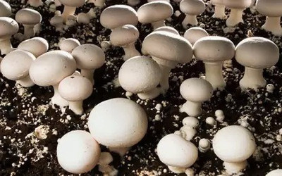 MAA Mushroom Seed(90 per packet)