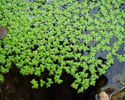 the green dotcom Lemna minor seed Seed(100 per packet)